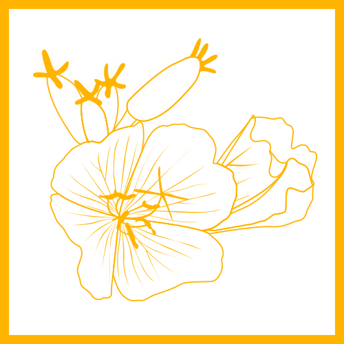 ingredient_epo_color