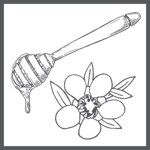 ingredient_manuka_bw