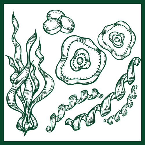 ingredient_spirulina_color