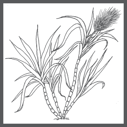ingredient_sugarcane_bw