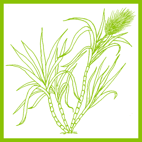 ingredient_sugarcane_color