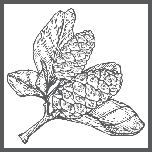 ingredient_noni_bw