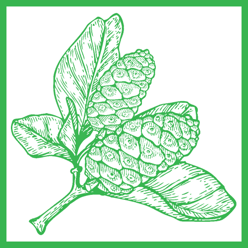 ingredient_noni_color